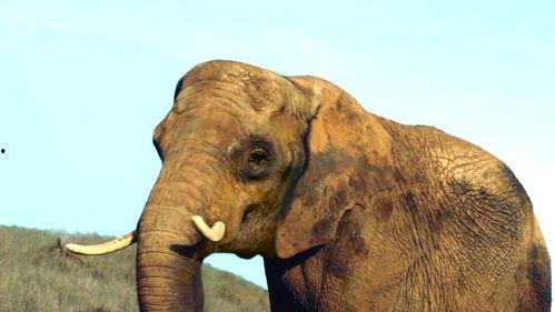 91大象成品视频入口,一网打尽热门影视,尽享视听盛宴